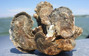 Oyster in Chesapeake Bay. Climate change/management/ecology of the bay is a Coastal SEES topic.
